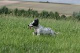 SETTER ANGLAIS 297